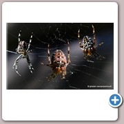 3spiders